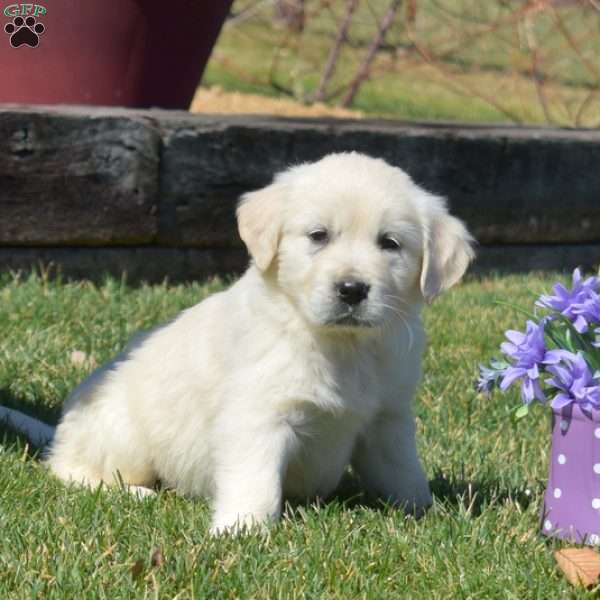 Callie, English Cream Golden Retriever Puppy