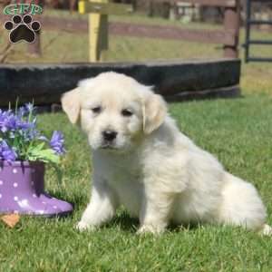 Callie, English Cream Golden Retriever Puppy