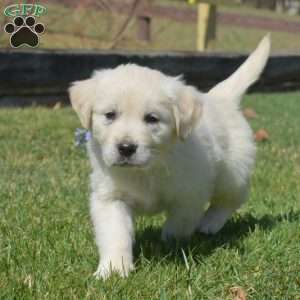 Callie, English Cream Golden Retriever Puppy