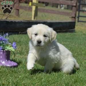 Callie, English Cream Golden Retriever Puppy