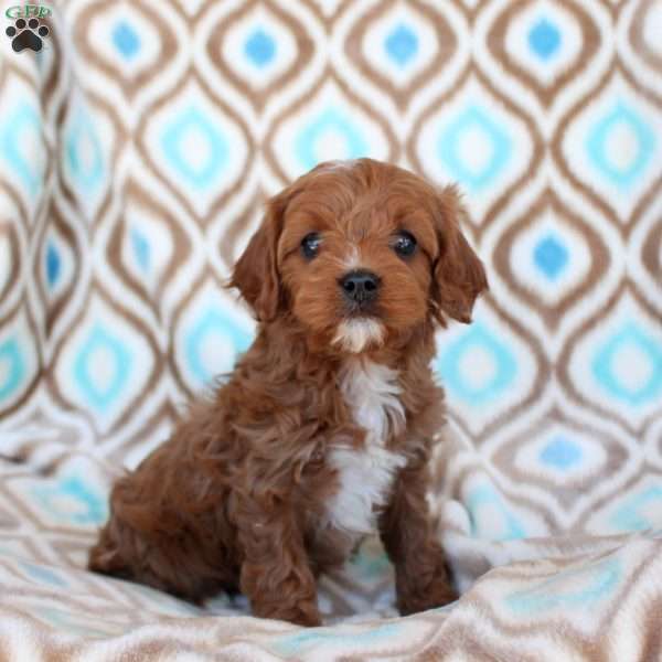 Callie, Cavapoo Puppy