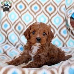 Callie, Cavapoo Puppy