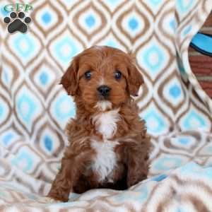 Callie, Cavapoo Puppy