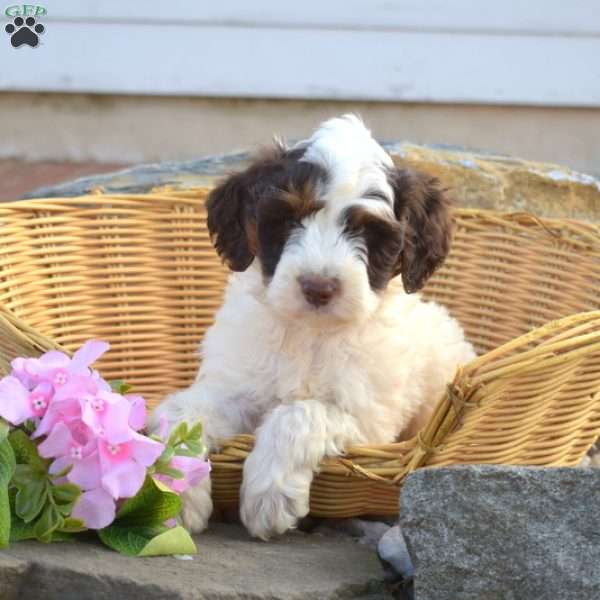 Camper, Mini Goldendoodle Puppy