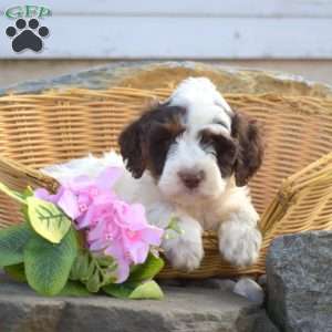 Camper, Mini Goldendoodle Puppy