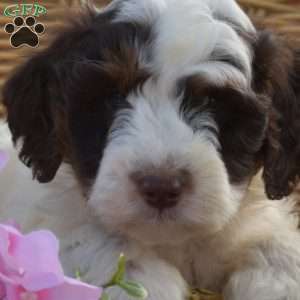 Camper, Mini Goldendoodle Puppy