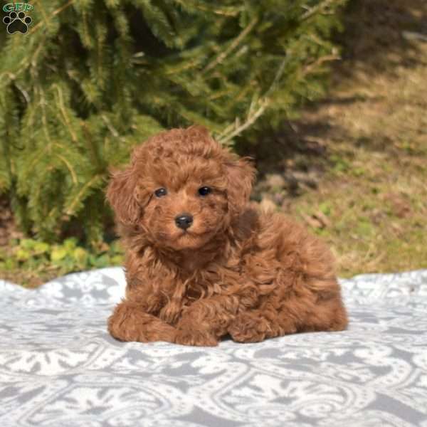 Candy, Miniature Poodle Puppy