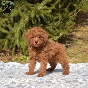 Candy, Miniature Poodle Puppy