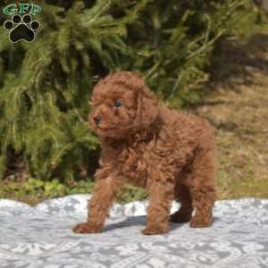 Candy, Miniature Poodle Puppy