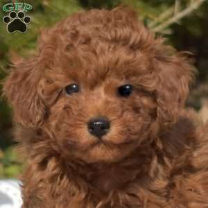 Candy, Miniature Poodle Puppy