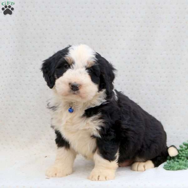 Captain, Bernedoodle Puppy