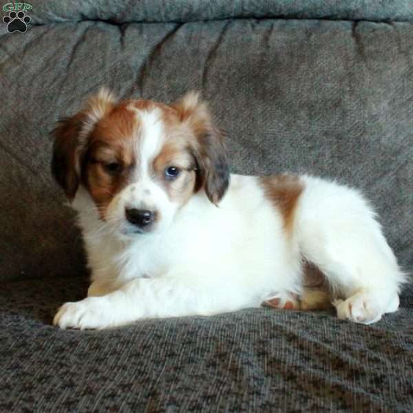 Captain, Papillon Puppy