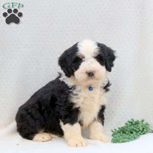 Captain, Bernedoodle Puppy