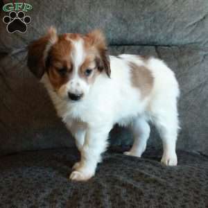 Captain, Papillon Puppy