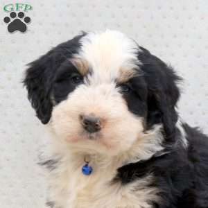 Captain, Bernedoodle Puppy