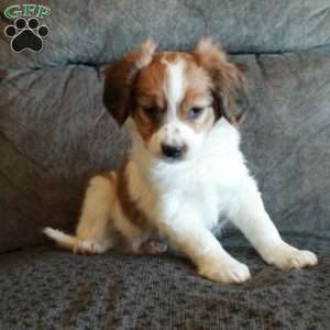 Captain, Papillon Puppy