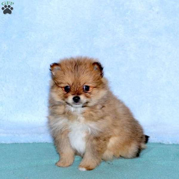 Caramel, Pomeranian Puppy