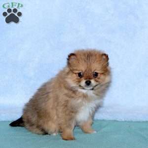 Caramel, Pomeranian Puppy