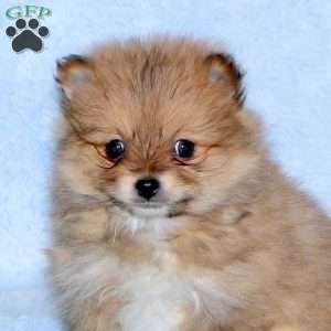 Caramel, Pomeranian Puppy