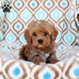 Caramel, Cavapoo Puppy