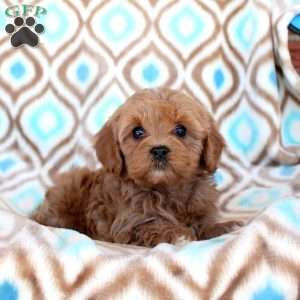 Caramel, Cavapoo Puppy