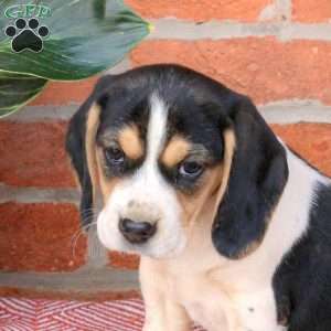 Carrie, Beagle Puppy