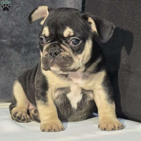 Casey, French Bulldog Puppy