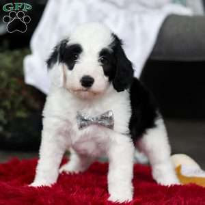 Casper, Sheepadoodle Puppy