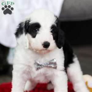 Casper, Sheepadoodle Puppy