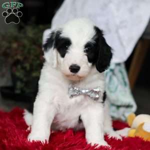 Casper, Sheepadoodle Puppy