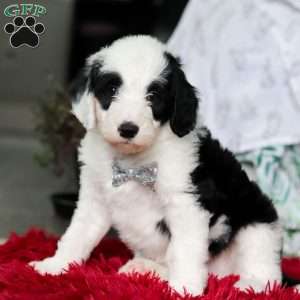 Casper, Sheepadoodle Puppy