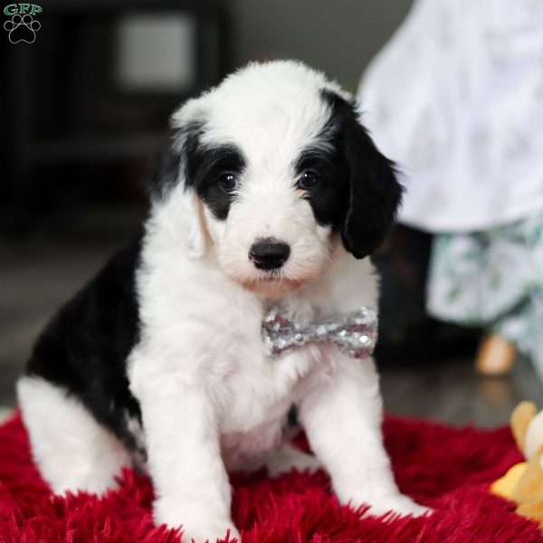 Casper, Sheepadoodle Puppy