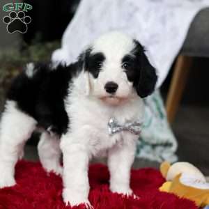 Casper, Sheepadoodle Puppy