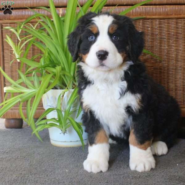 Cathy, Bernese Mountain Dog Puppy