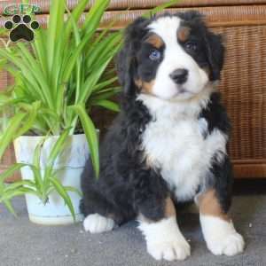 Cathy, Bernese Mountain Dog Puppy