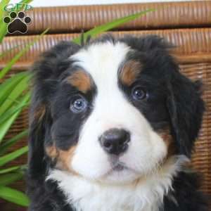 Cathy, Bernese Mountain Dog Puppy