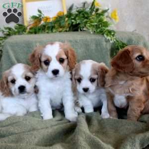 Rusty, Cavachon Puppy