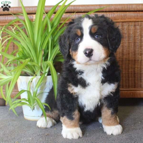 Cayde, Bernese Mountain Dog Puppy