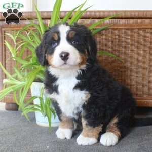 Cayde, Bernese Mountain Dog Puppy