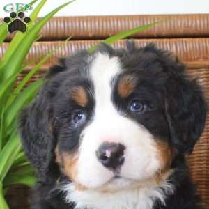 Cayde, Bernese Mountain Dog Puppy