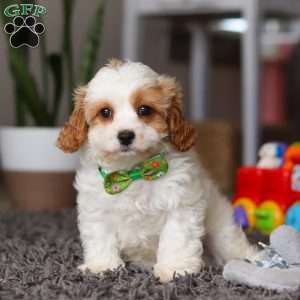 Charlie, Cavapoo Puppy