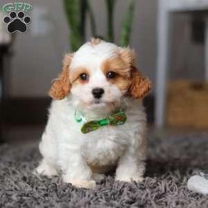 Charlie, Cavapoo Puppy