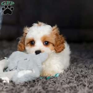 Charlie, Cavapoo Puppy