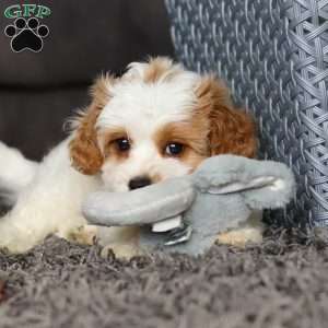 Charlie, Cavapoo Puppy