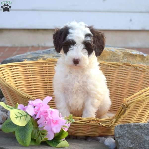 Charlie, Mini Goldendoodle Puppy