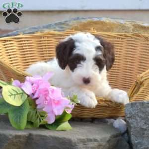 Charlie, Mini Goldendoodle Puppy