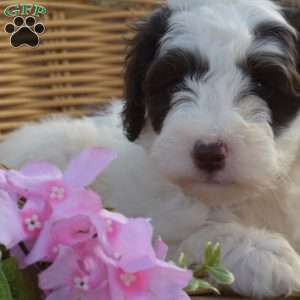 Charlie, Mini Goldendoodle Puppy