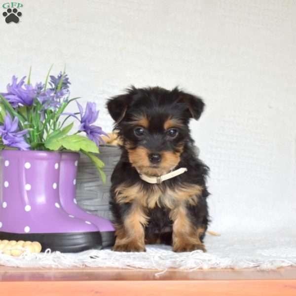 Charlotte, Yorkie Puppy