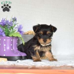 Charlotte, Yorkie Puppy