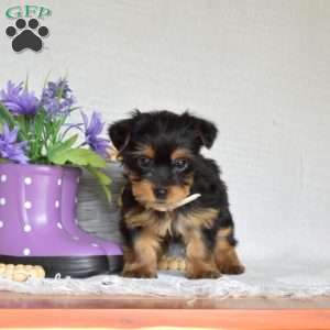 Charlotte, Yorkie Puppy